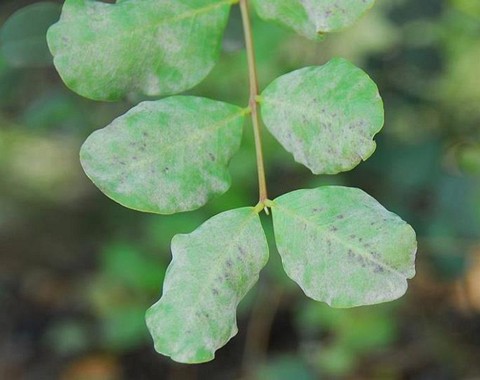 Oidium_ceratoniae Oidium ceratoniae ( Comes 1884 ) Wirt: Ceratonia siliqua - Johannisbrotbaum Bemerkungen: im Brandenburger wird nur dieses imperfekte Stadium angegeben, so daß...